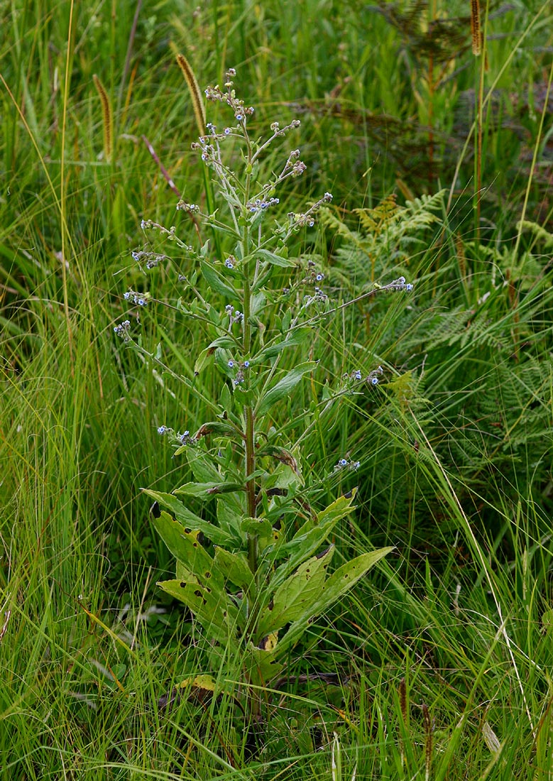 Cynoglossum lanceolatum