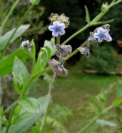 Cynoglossum lanceolatum