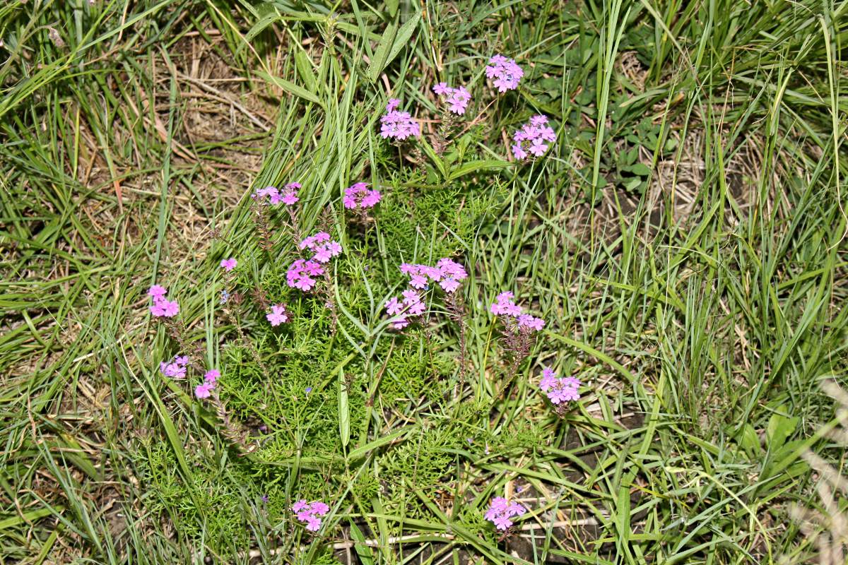 Verbena aristigera