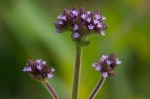 Verbena brasiliensis