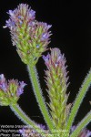 Verbena brasiliensis