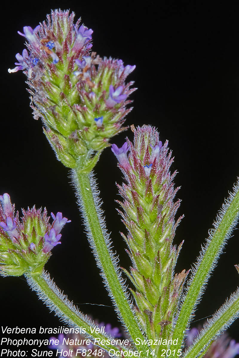 Verbena brasiliensis