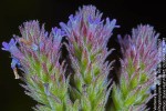 Verbena brasiliensis