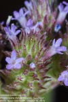 Verbena brasiliensis