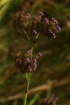 Verbena brasiliensis
