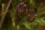 Verbena brasiliensis