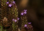 Verbena brasiliensis