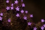 Verbena brasiliensis
