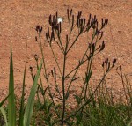 Verbena brasiliensis