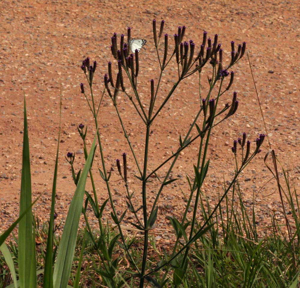 Verbena brasiliensis
