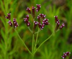 Verbena brasiliensis