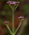 Verbena brasiliensis