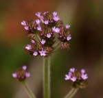 Verbena brasiliensis