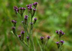 Verbena brasiliensis