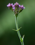 Verbena brasiliensis