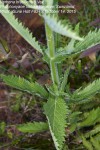 Verbena brasiliensis