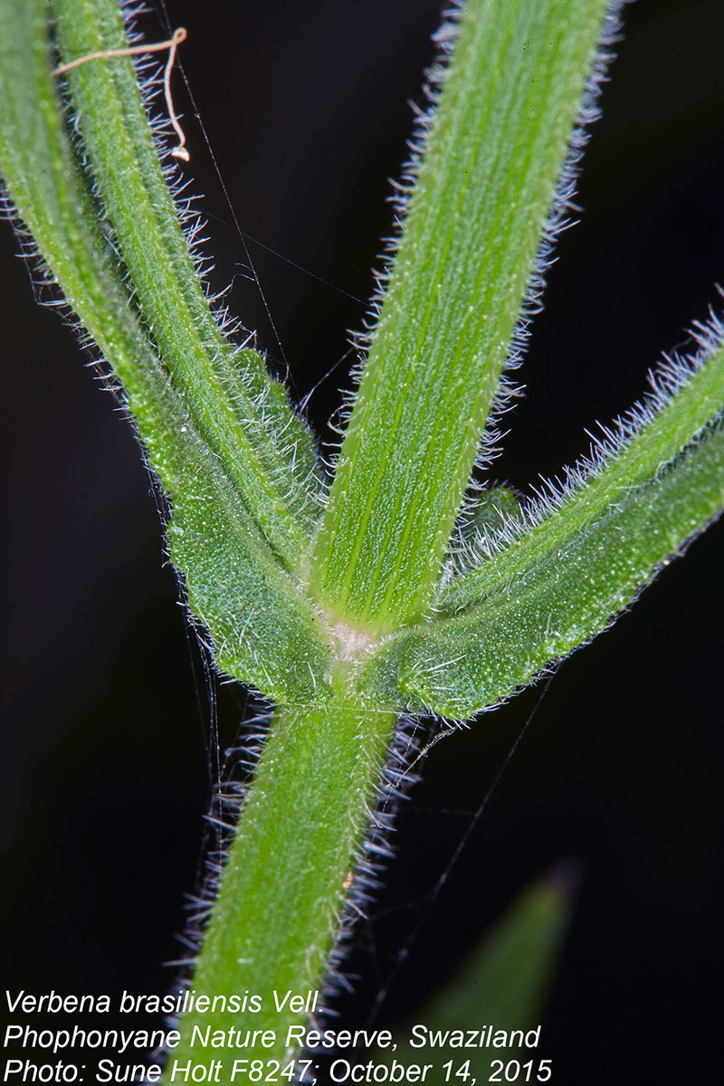 Verbena brasiliensis