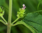 Lantana angolensis