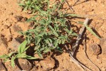Lantana angolensis