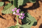 Lantana angolensis