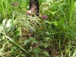 Lantana angolensis
