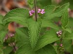 Lantana angolensis