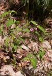 Lantana angolensis