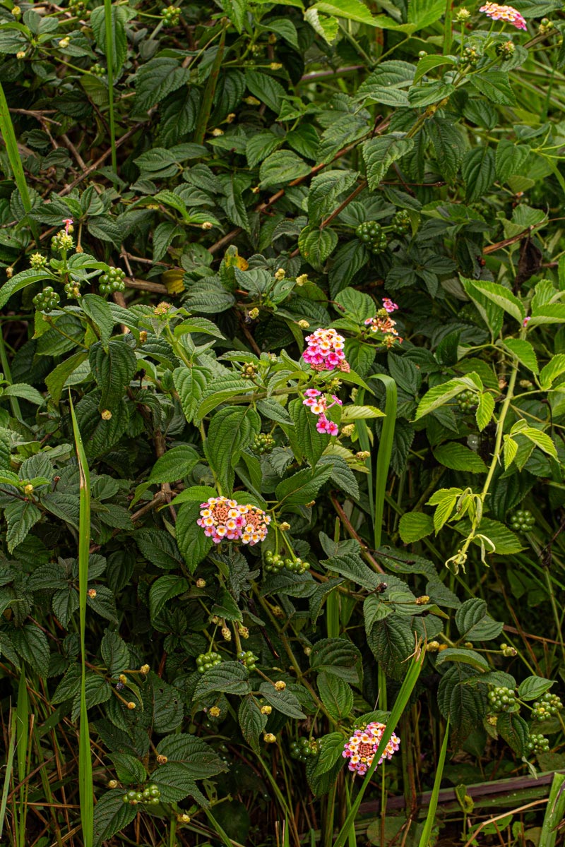 Lantana camara Lantana camara
