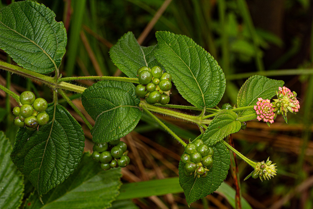Lantana camara Lantana camara