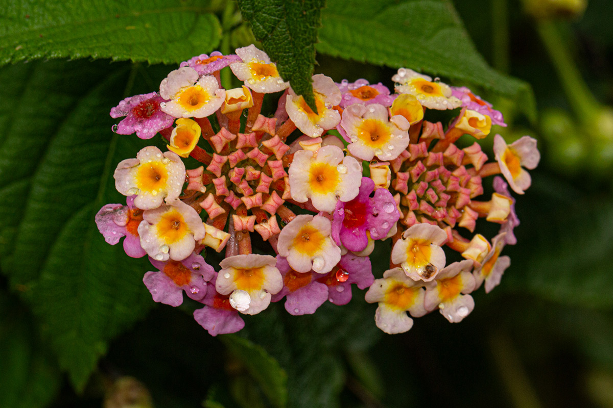 Lantana camara Lantana camara