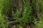 Lantana rugosa