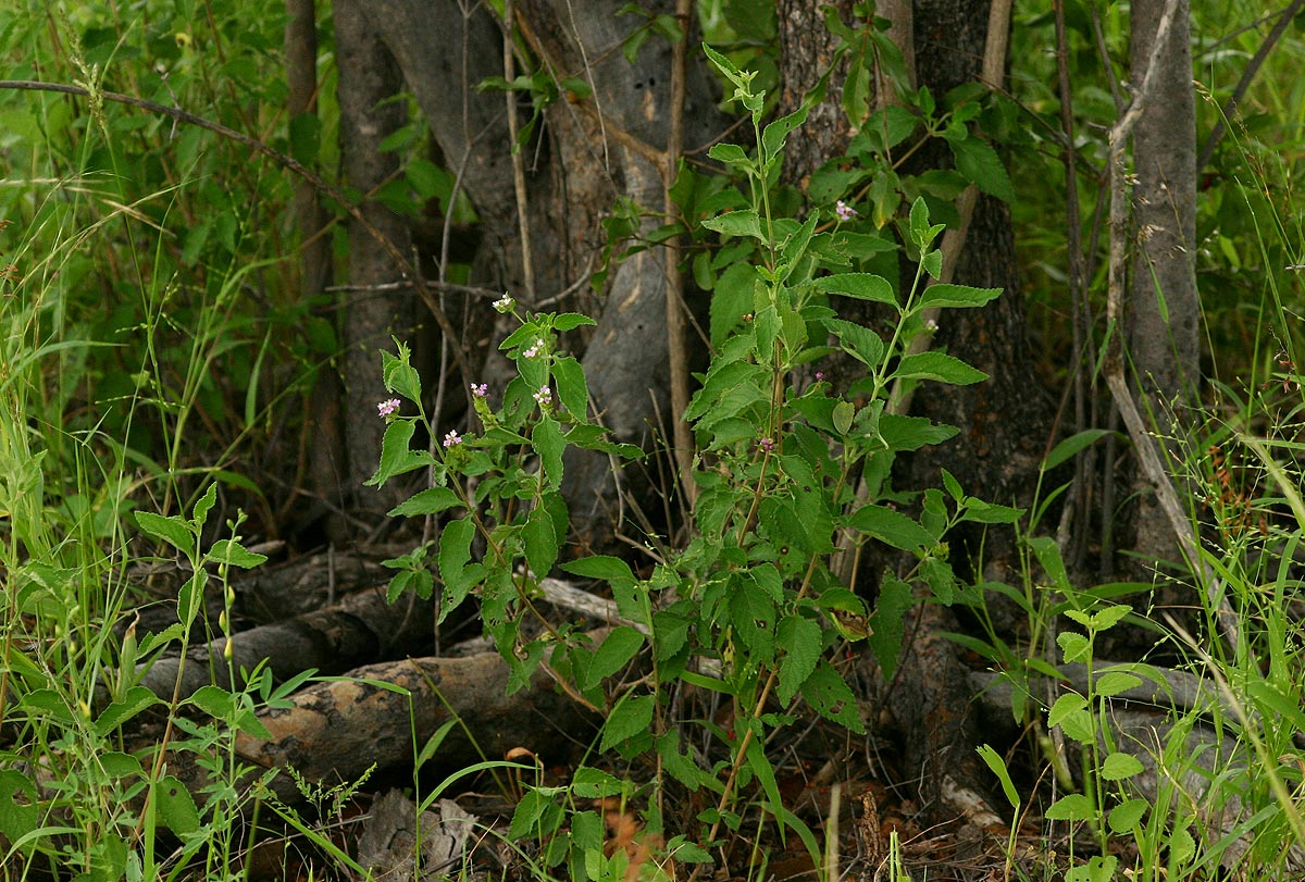Lantana rugosa