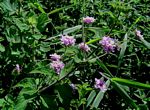 Lantana swynnertonii
