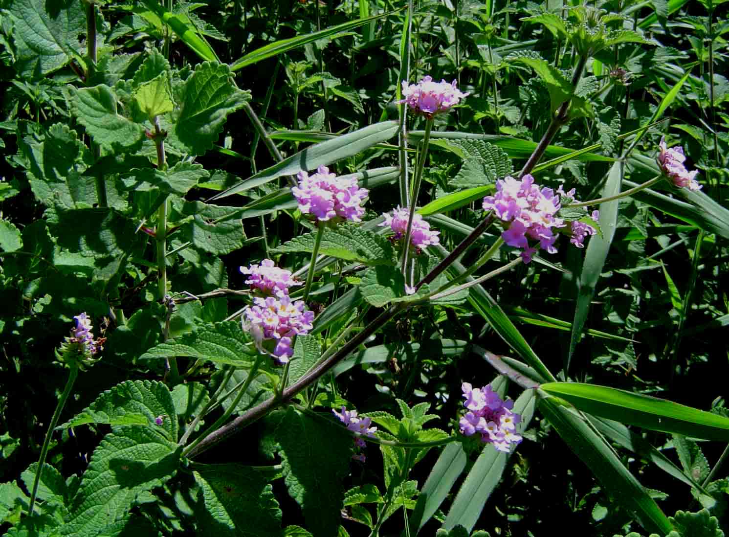 Lantana swynnertonii