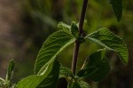 Lantana swynnertonii