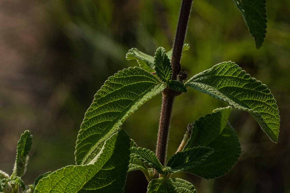Lantana swynnertonii