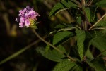 Lantana swynnertonii