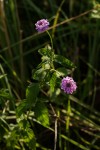 Lantana swynnertonii