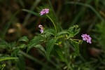 Lantana swynnertonii