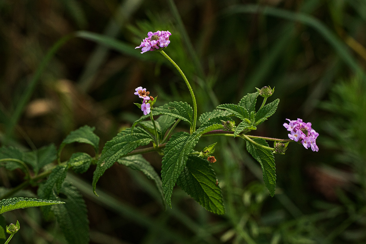 Lantana swynnertonii