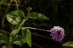 Lantana swynnertonii