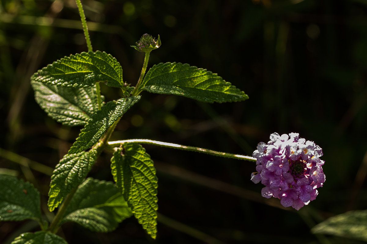 Lantana swynnertonii