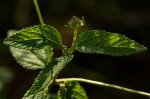 Lantana swynnertonii