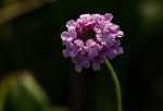 Lantana swynnertonii