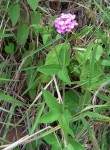 Lantana swynnertonii