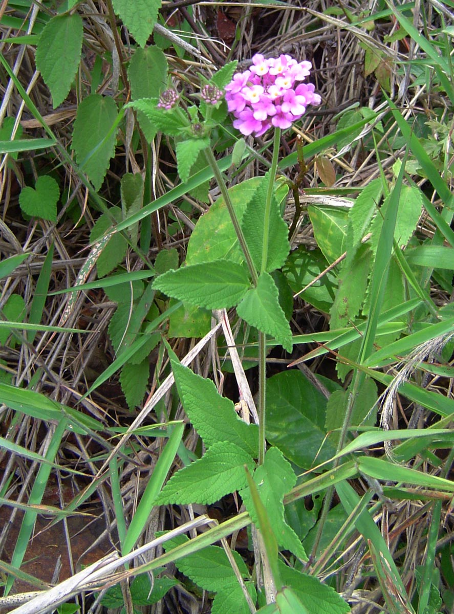 Lantana swynnertonii