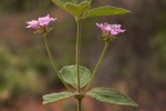 Lantana swynnertonii