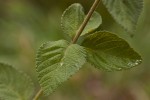 Lantana swynnertonii