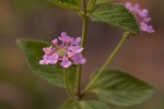 Lantana swynnertonii