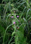 Lantana swynnertonii